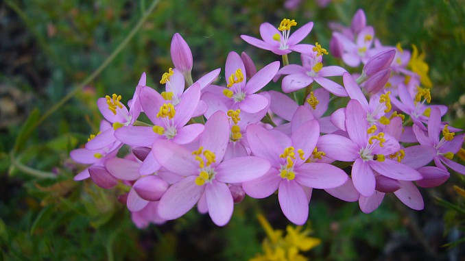 Centaurium quadrifolium