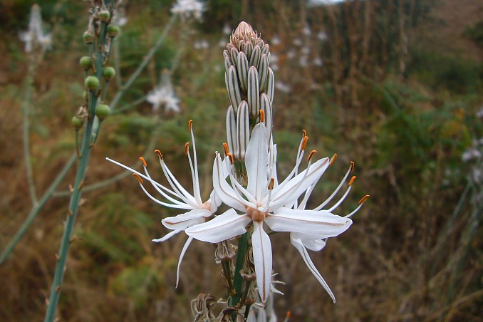 Asphodelus aestivus (gamón común)