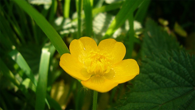Botón de oro (Ranunculus repens)