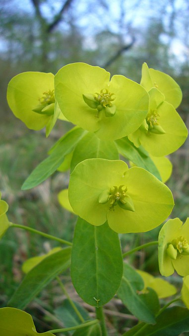 Euphorbia