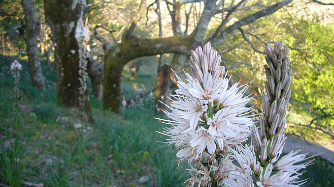 Asphodelus aestivus (gamón común)