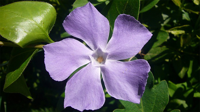 Vinca major