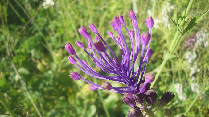 Nazareno (Muscari comosum)