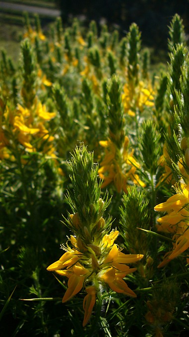 Genista hirsuta (3)