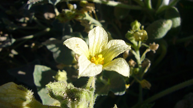 Ecballium elaterium