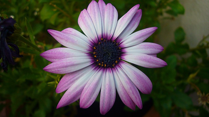 Dimorphoteca morada