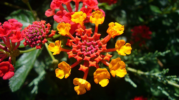 Lantana