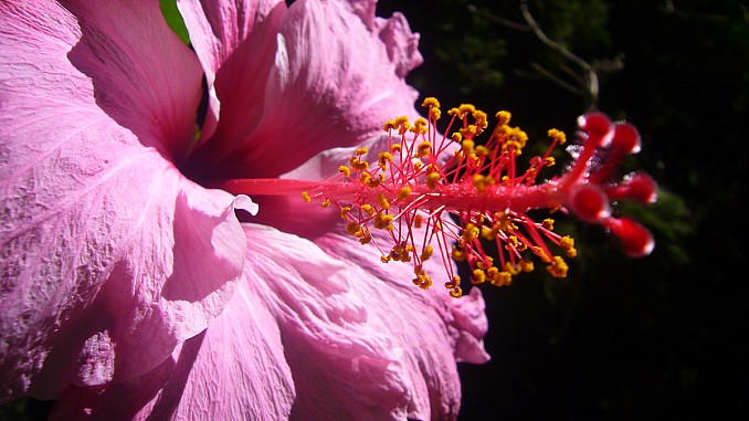 Hibiscus rosa-sinensis