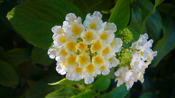 Lantana camara blanca