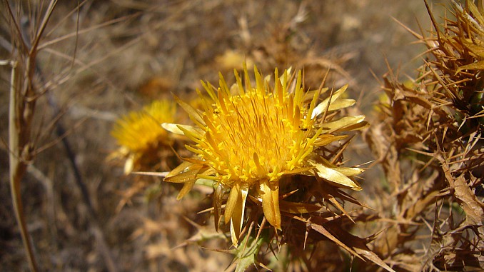 Cardo amarillo