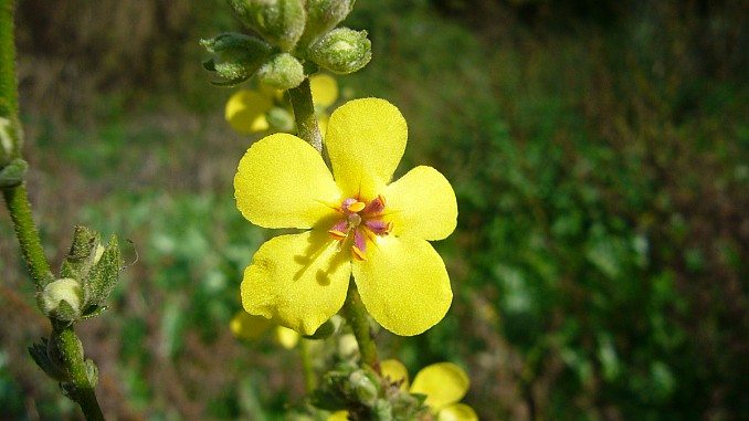Verbascum sinuatum