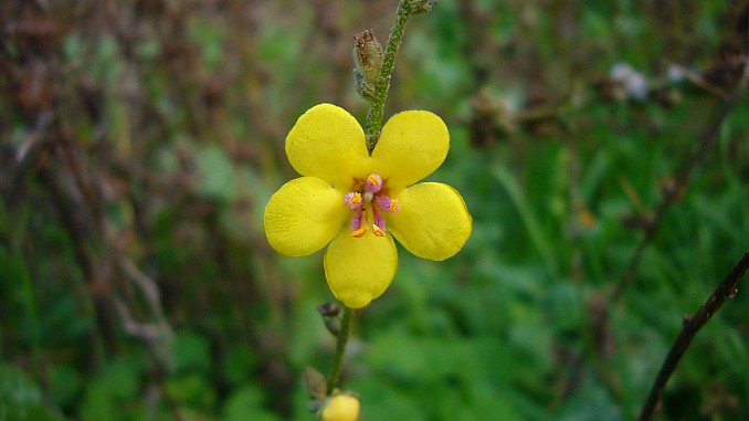 Verbascum sinuatum