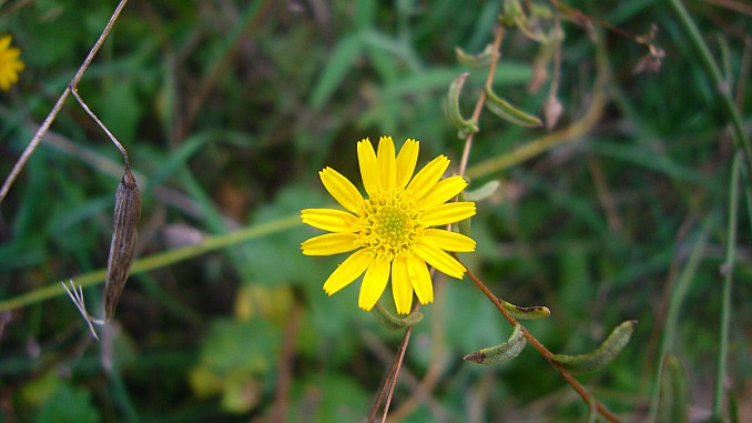 P1130420