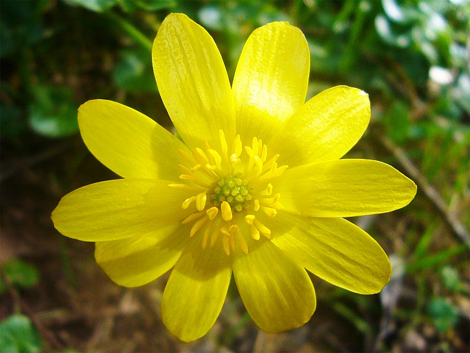 Celidonia menor (Ranunculus ficaria)