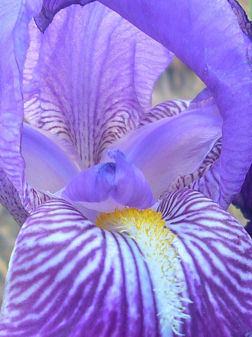 Lirio azul