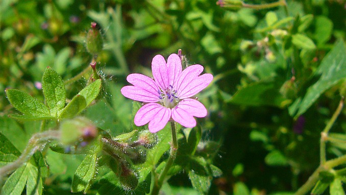Geranium molle L.