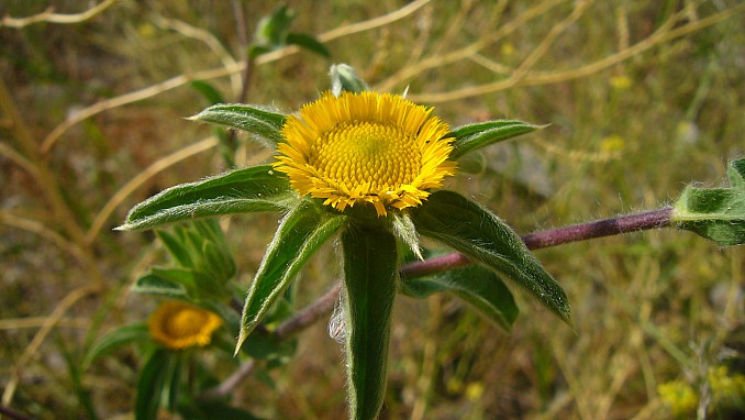 Pallenis spinosa