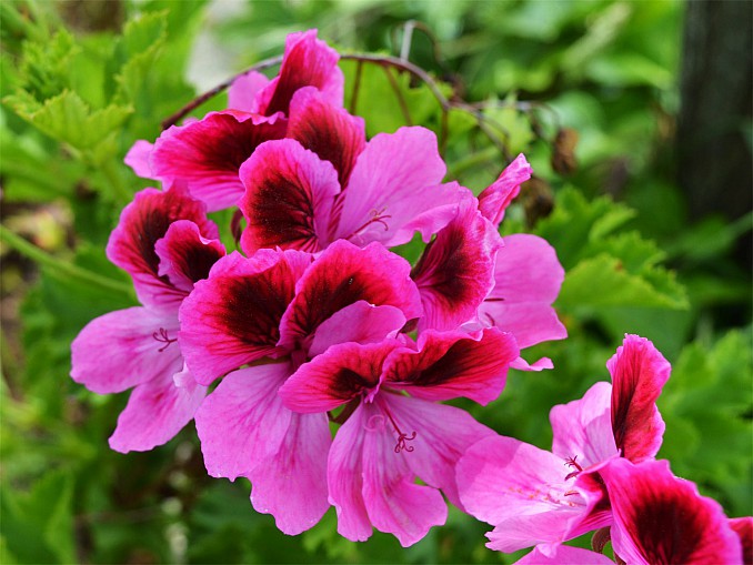 Pelargonio