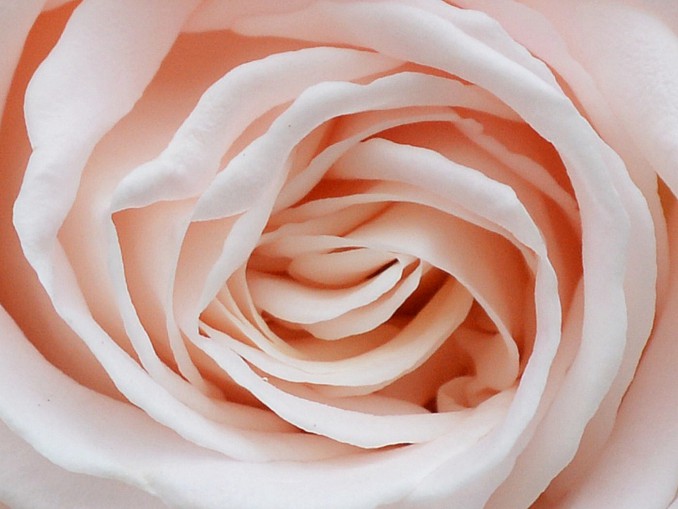 Rosa blanca