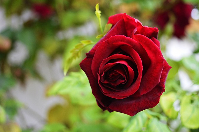 Rosa roja