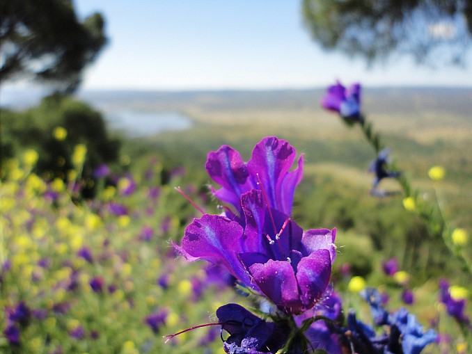 Echium vulgare o hierba viborea
