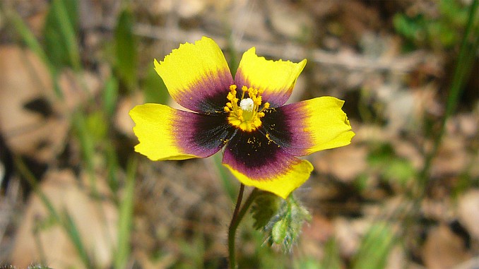 Tuberaria guttata