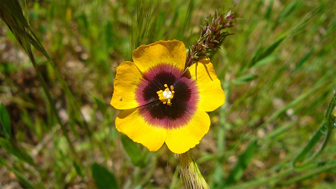 Tuberaria guttata