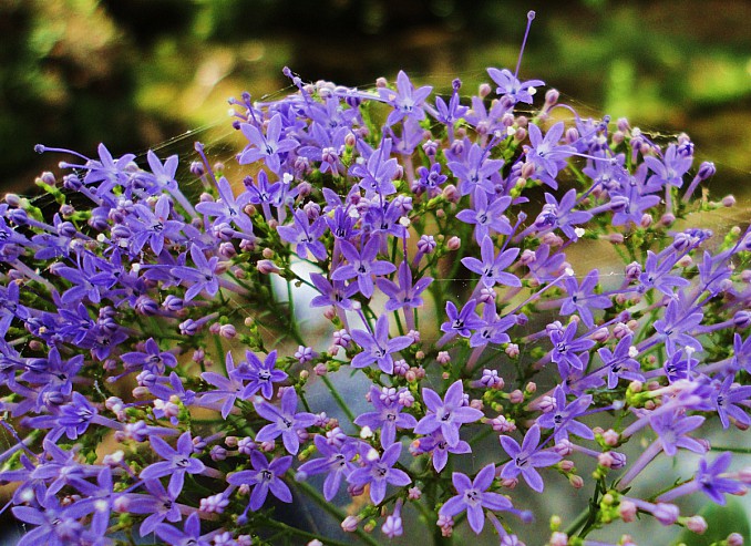 Tulbaghia violacea