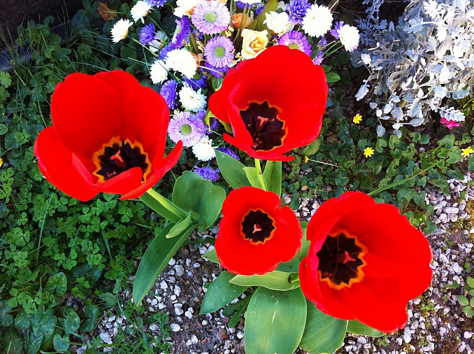 Tulipanes rojos