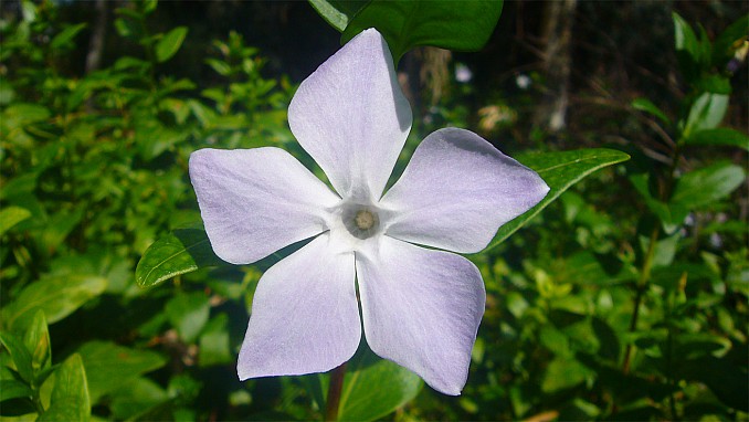 Vinca major