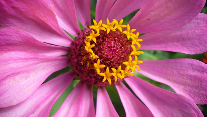 Zinnia elegans