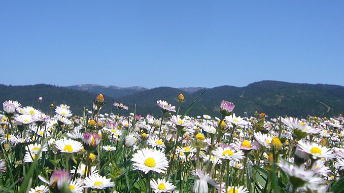 Campo de margaritas