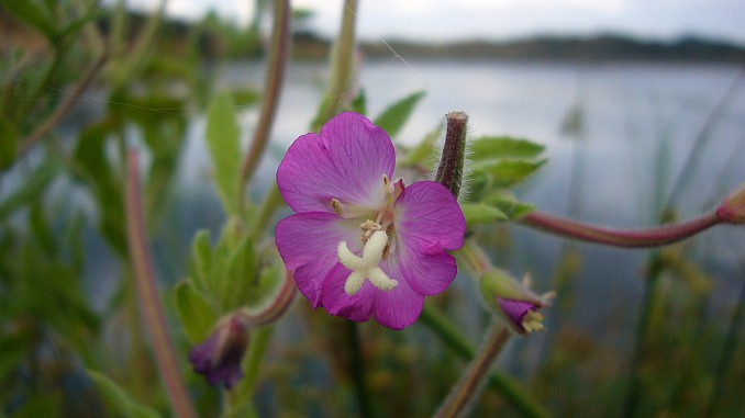 Adelfilla pelosa