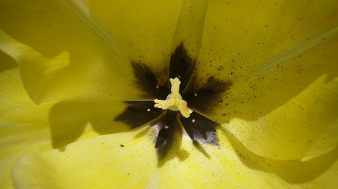 Interior tulipán amarillo
