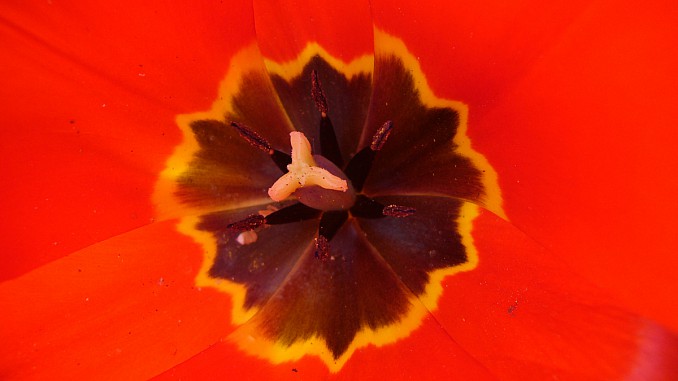 Interior tulipán rojo