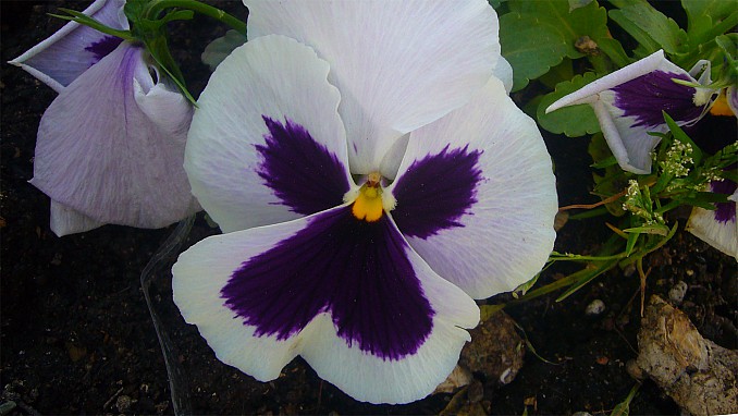 Pensamiento blanco y morado