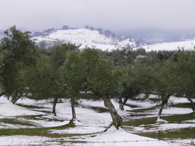 Olivos nevados
