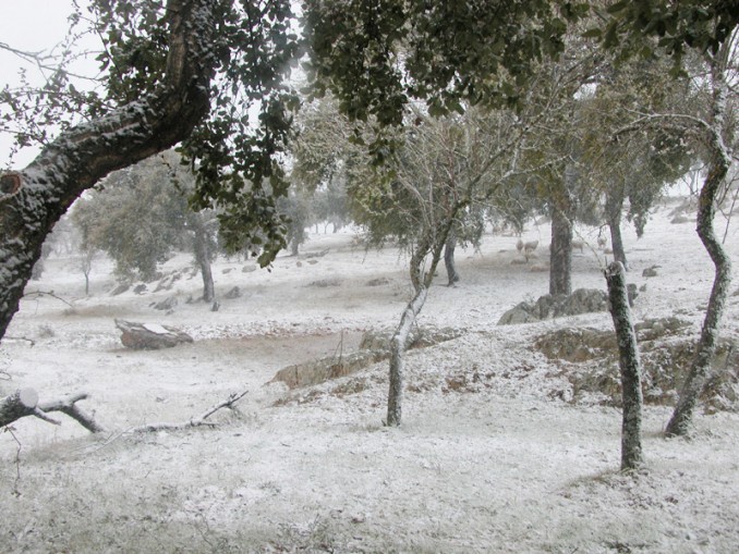 Nieve en Cazalla de la Sierra - 2