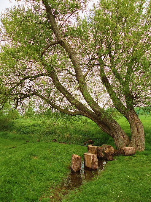 Asientos de la naturaleza en Salburua