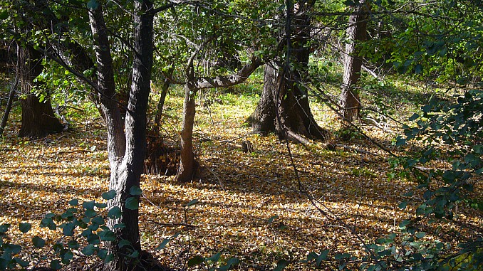 Árboles en la Sierra Norte de Sevilla