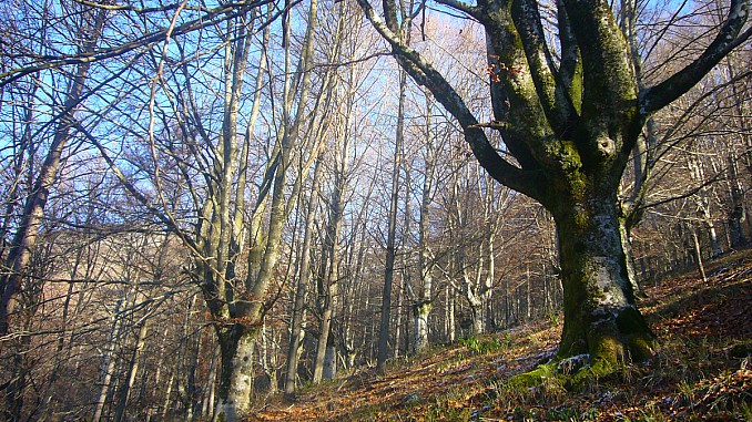Árboles en Arantzazu