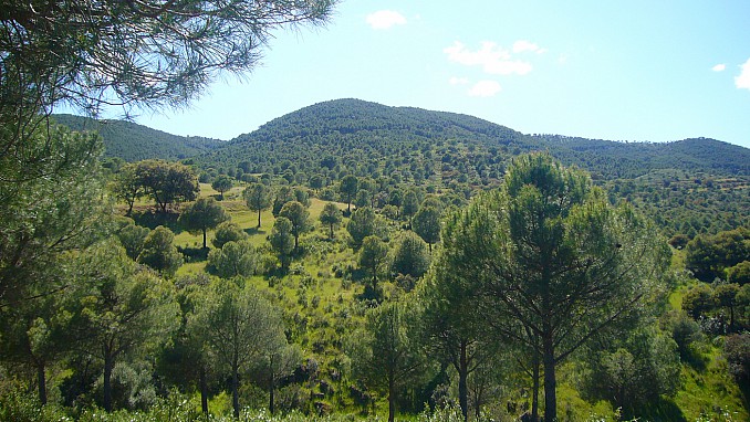 Sierra Morena entre Alanís y Fuente Obejuna (2)
