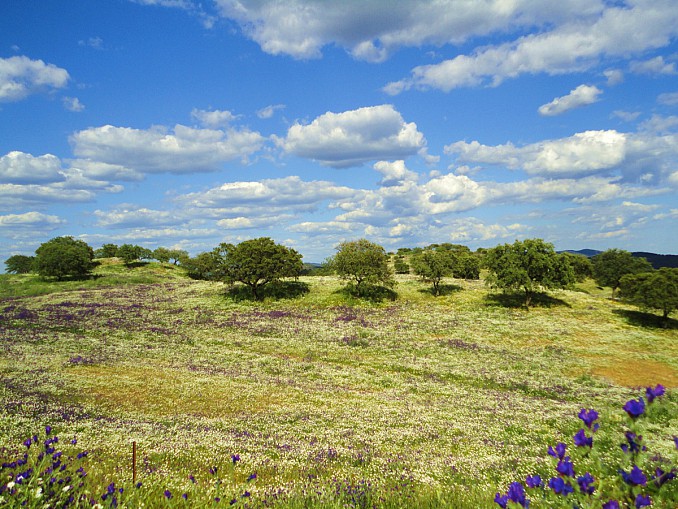 Primavera en la Sierra norte de Sevilla