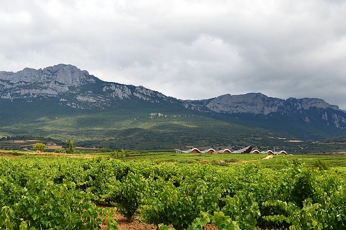 Viñedo en La Rioja