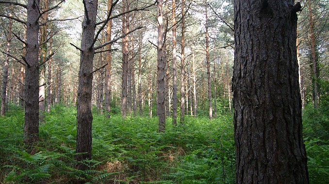 Bosque en Álava