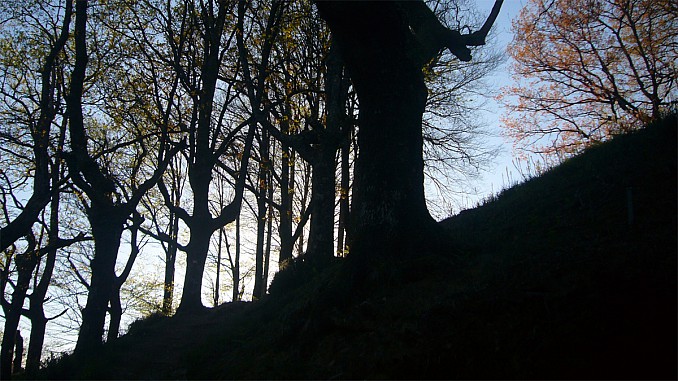 Siluetas de árboles