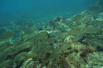DSC01161