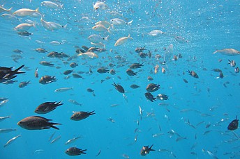 damiselas laherraduraDSC01186
