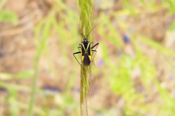 Hadrodemus m-flavum