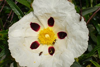 6-15